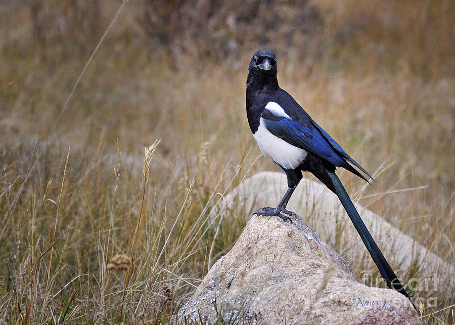Magpie in RMNP Photograph by Nava Thompson