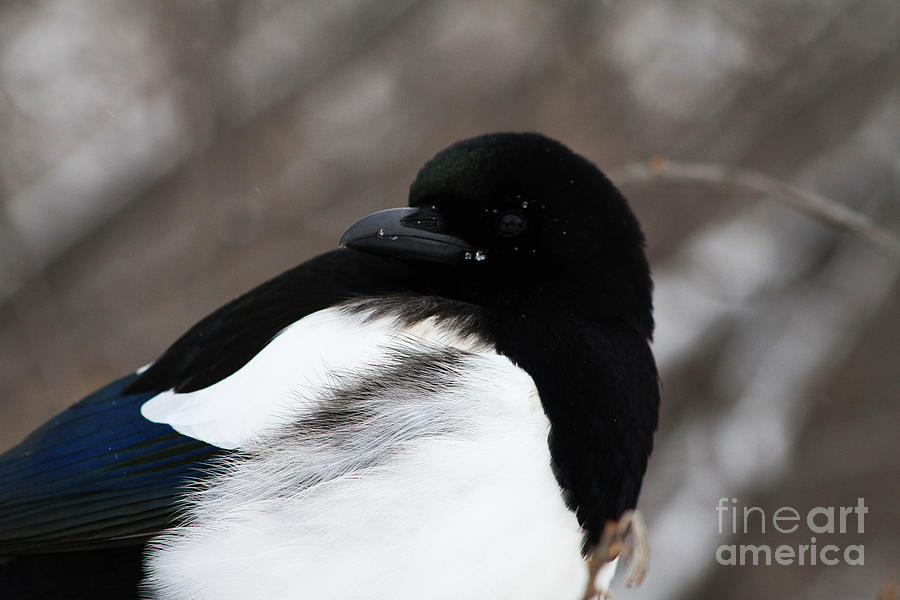 Magpie in Winter Photograph by Alyce Taylor