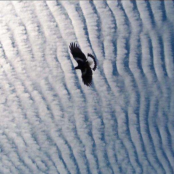 Magpie Sky Photograph by Cameron Bentley