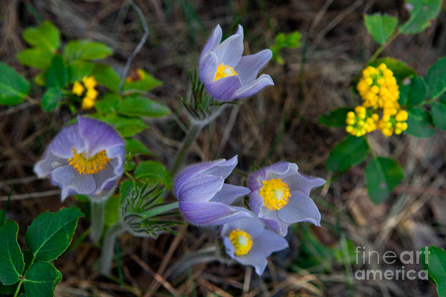 Mahonia and Pasqueflowers Photograph by Barbara Schultheis