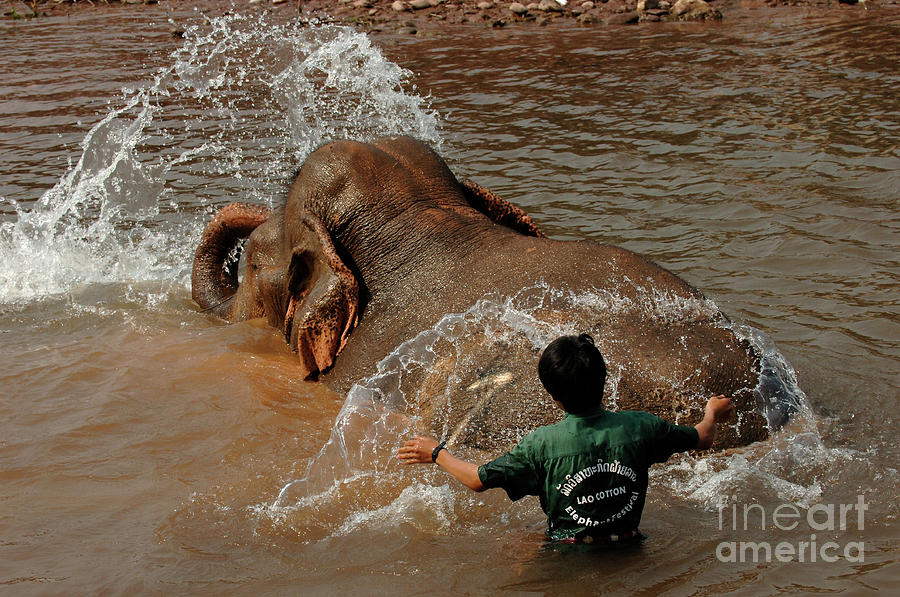 Bathing An Elephant Laos Photograph by Bob Christopher