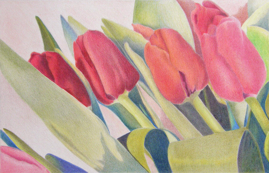 Tulip Drawing - Maidens in a Row by Elaine VanWinkle