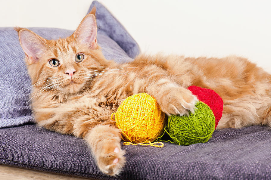 wool balls for cats