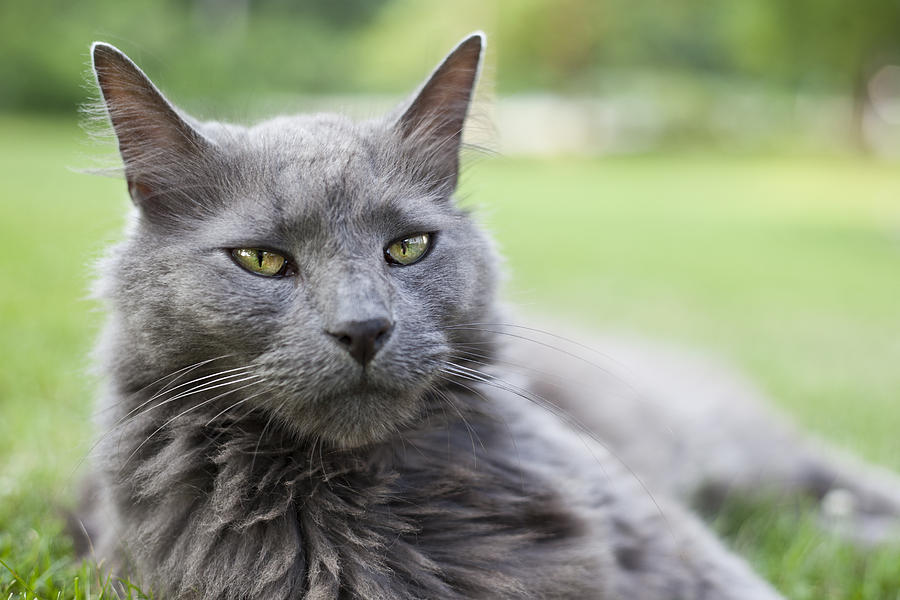 Maine Coon Cat Photograph by Nicholas Caputo - Fine Art America