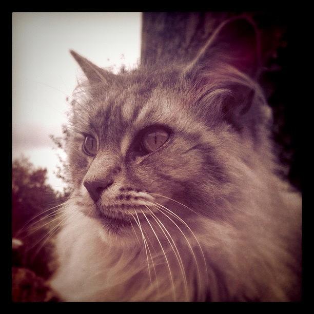 Maine Coon Cat Photograph by Sand I Am
