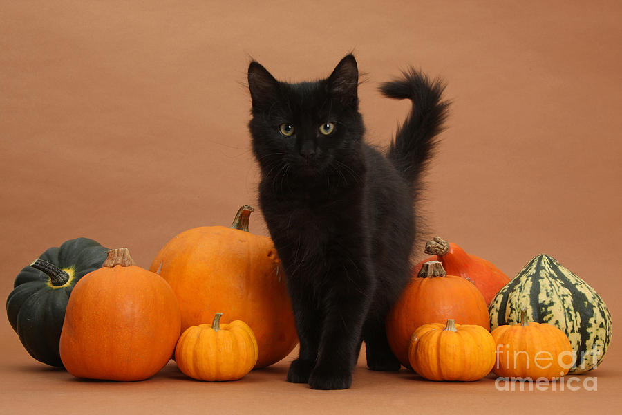 Maine Coon Kitten and Pumpkins #2 Photograph by Mark Taylor