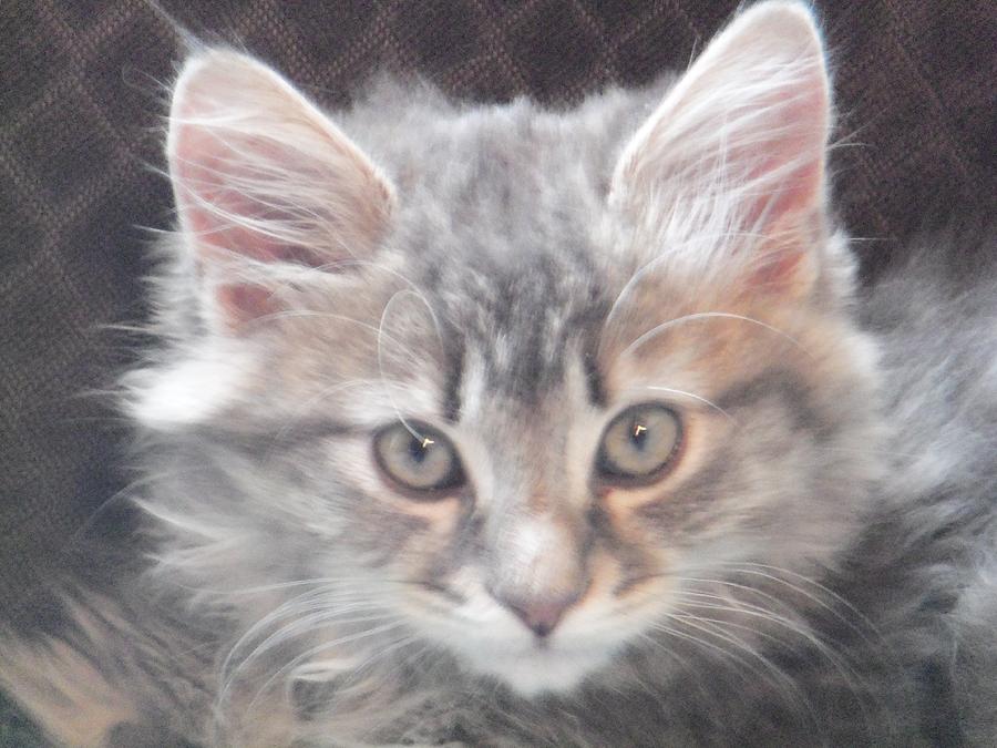 grey and white maine coon kittens