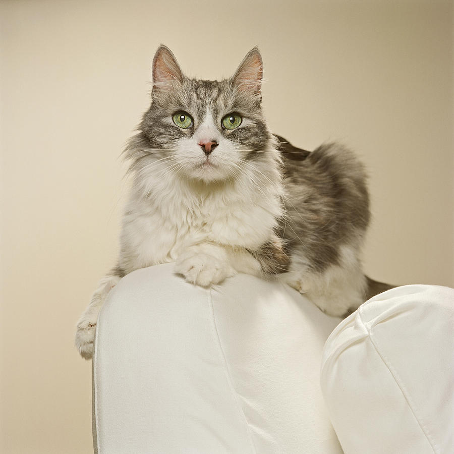 Maine Coon Kitten On Arm Chair, Close-up Photograph by GK Hart/Vikki Hart