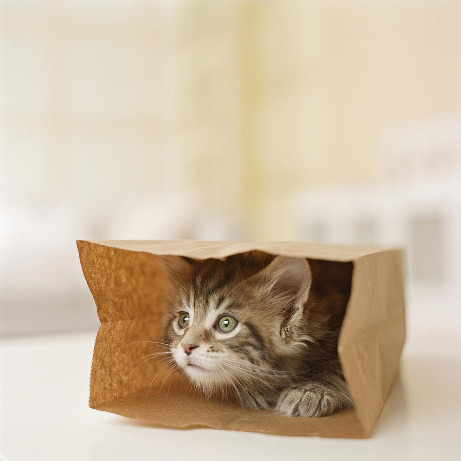 Maine Coon Kitten Sitting In Paper Bag, Close-up Photograph by GK Hart/Vikki Hart