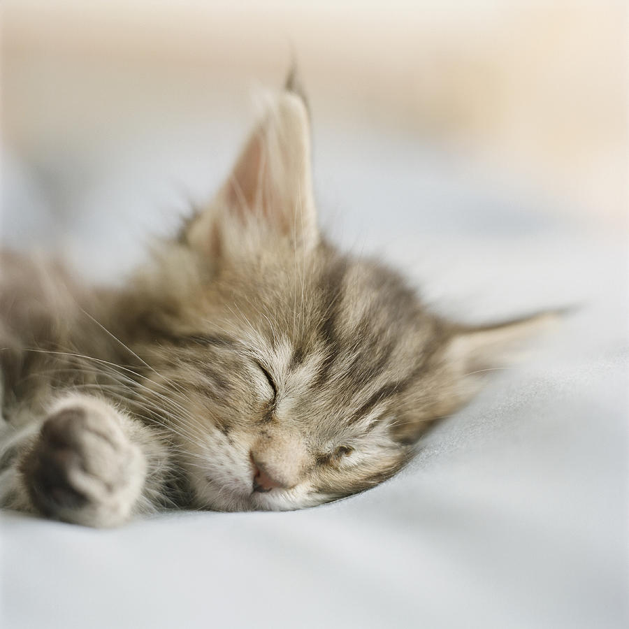 Maine Coon Kitten Sleeping On Bed In Bedroom (differential Focus) Photograph by GK Hart/Vikki Hart