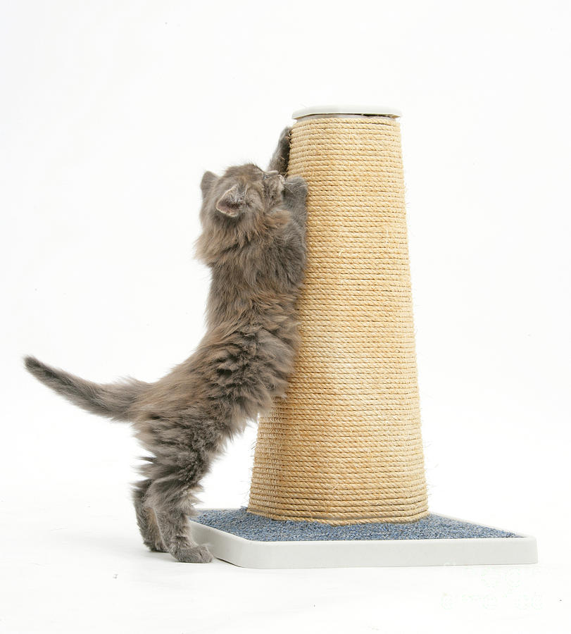 Maine Coon Kitten Using Scratch Post Photograph by Mark Taylor