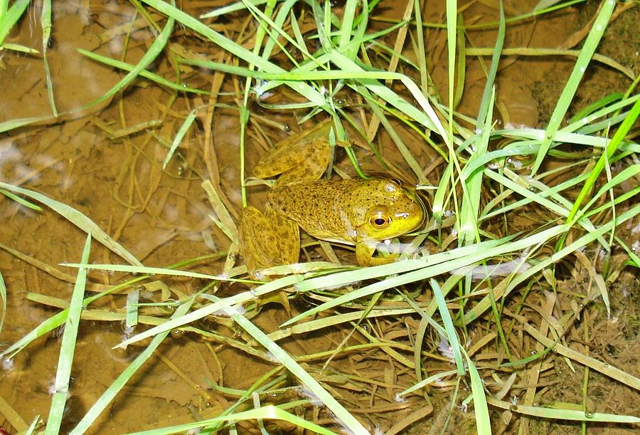 Maine Frog Photograph by Rita Tortorelli