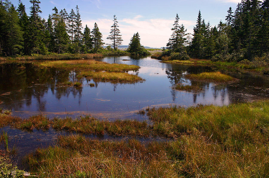 Maine Marsh Photograph by David Rucker