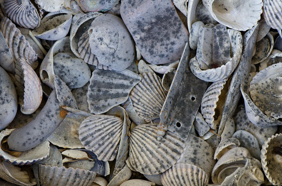 Mainly Shells Photograph by Perry Van Munster