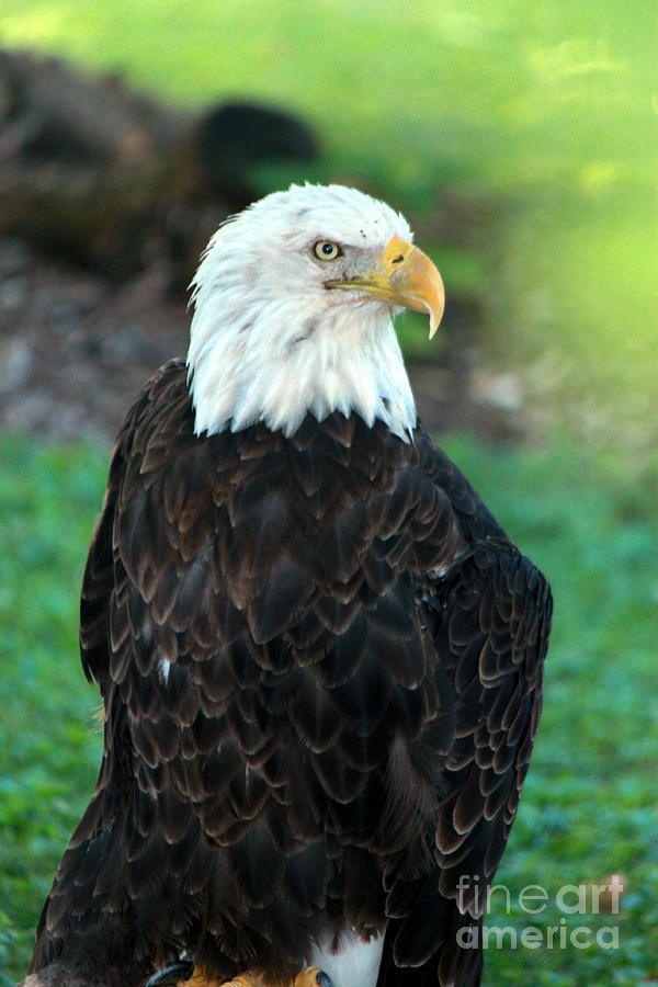 Eagle Photograph - Majestic 2 by Eric Irion