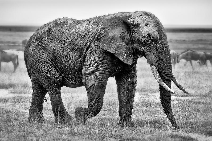 Elephant Photograph - Majestic African Elephant by Jack Daulton