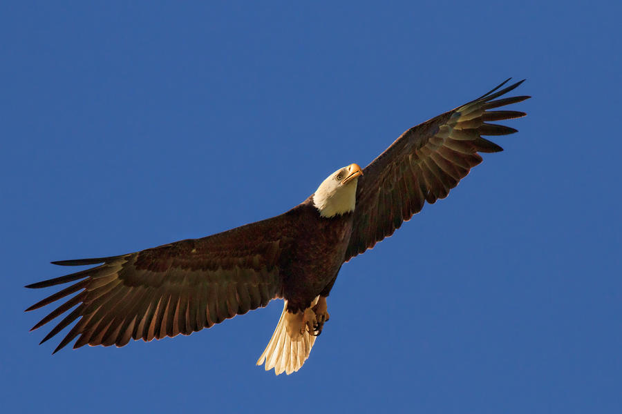 Majestic Bald Eagle Photograph by Beth Sargent