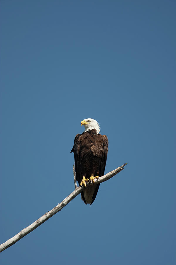 Majestic Bird Photograph by Nick  Shirghio