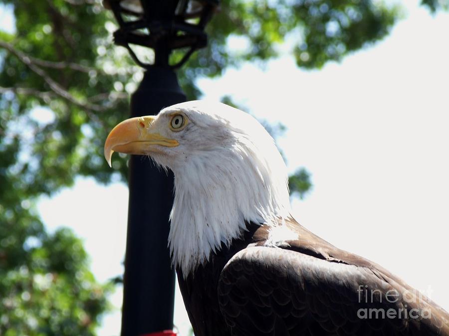 Bald Eagle Photograph - Majestic by Donna Parlow