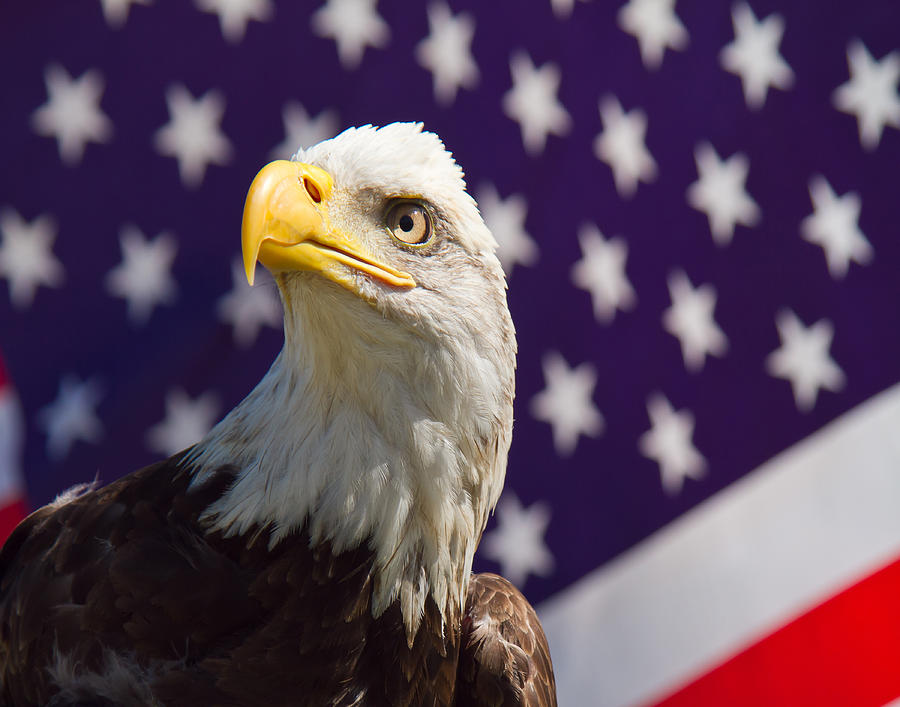 Majestic Eagle Photograph by Allen Dulaney