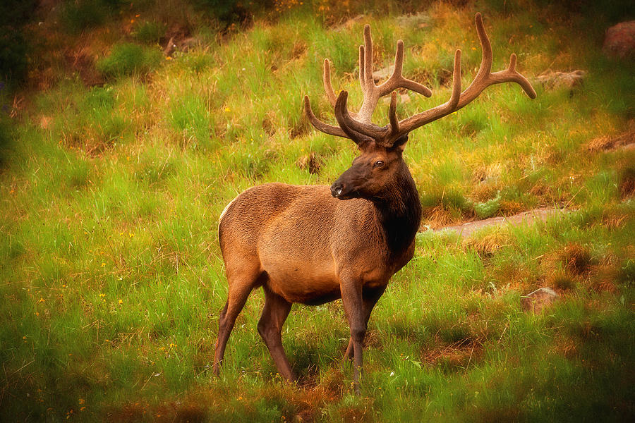Rocky Mountain National Park Photograph - Majestic Elk Rocky Mountain National Park  by Ken Brodeur