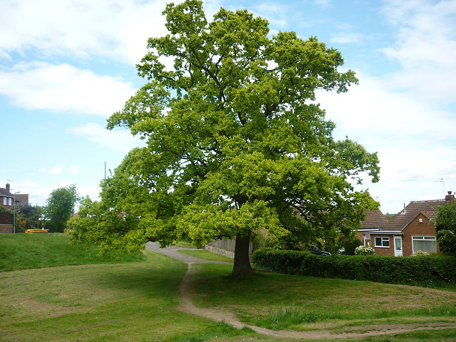 Majestic English Oak Photograph by Ronald Osborne