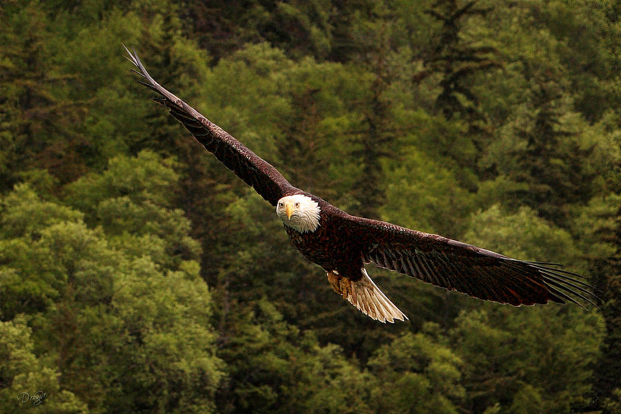 Eagle Photograph - Majestic Flight by Donna Swiecichowski