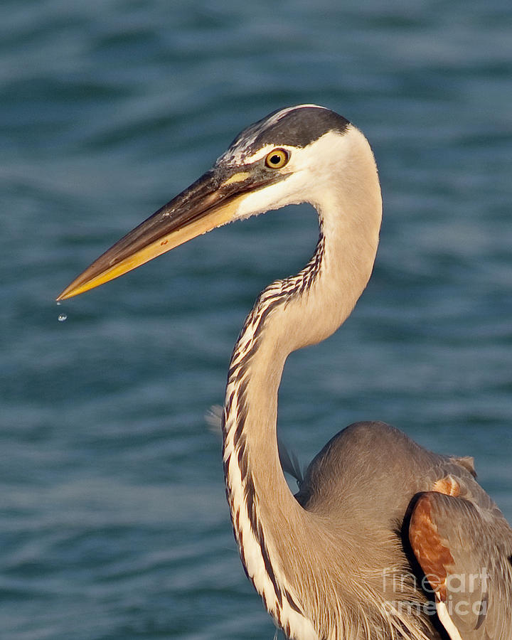 Majestic Great Blue Heron Photograph by Stephen Whalen