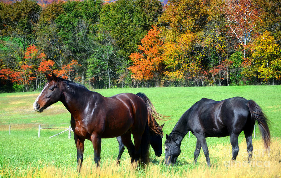 Majestic Horses Photograph by Peggy Franz