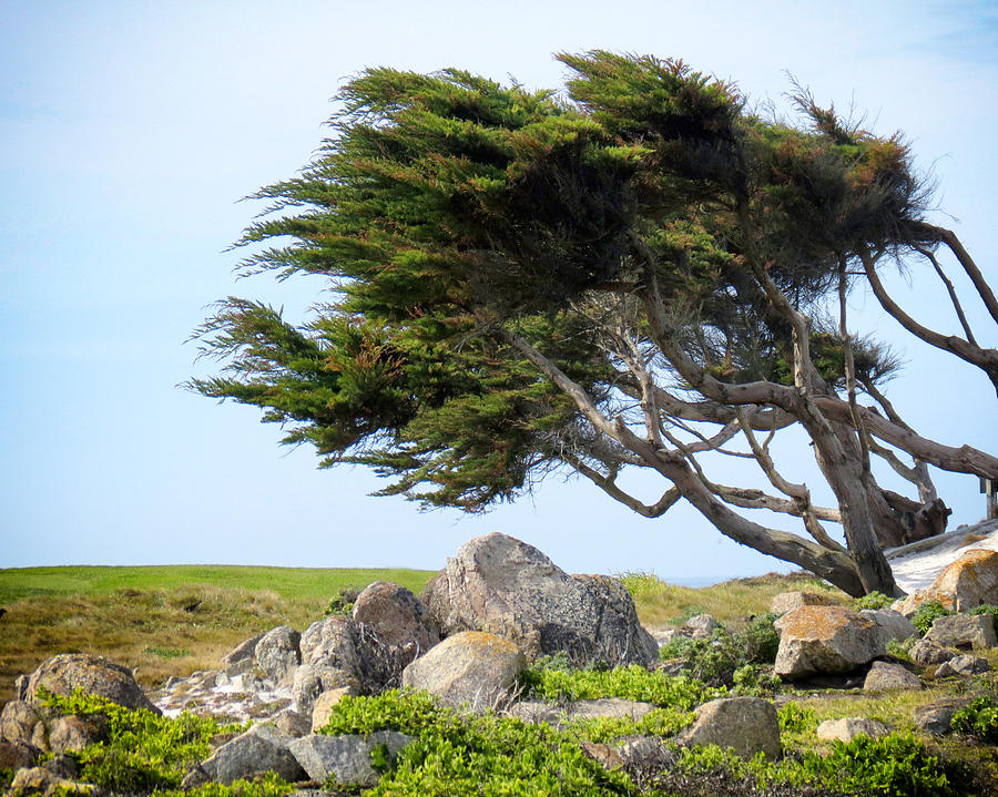 Nature Photograph - Majestic in Monterey by Diane Wood