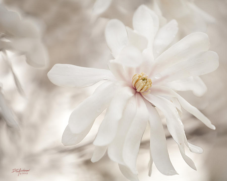 Majestic Magnolia Photograph by Don Anderson