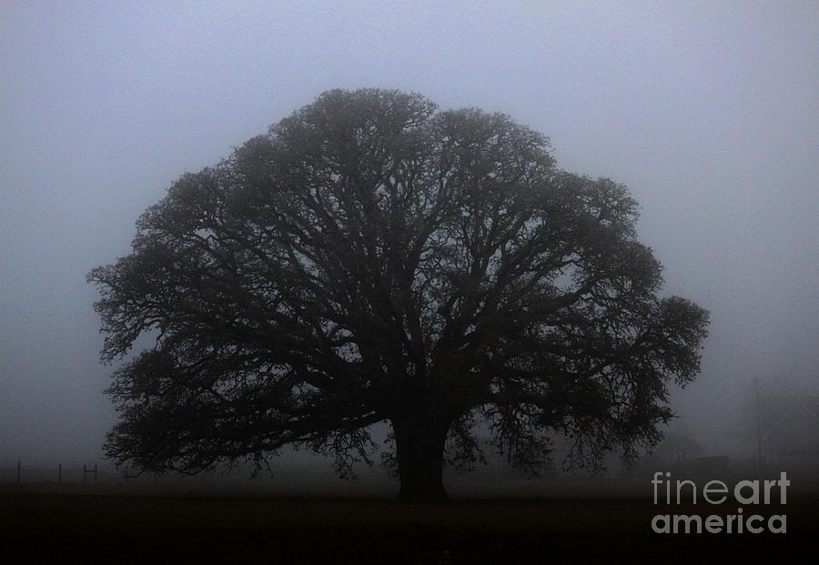 Majestic Oak Photograph By Erica Hanel   Fine Art America