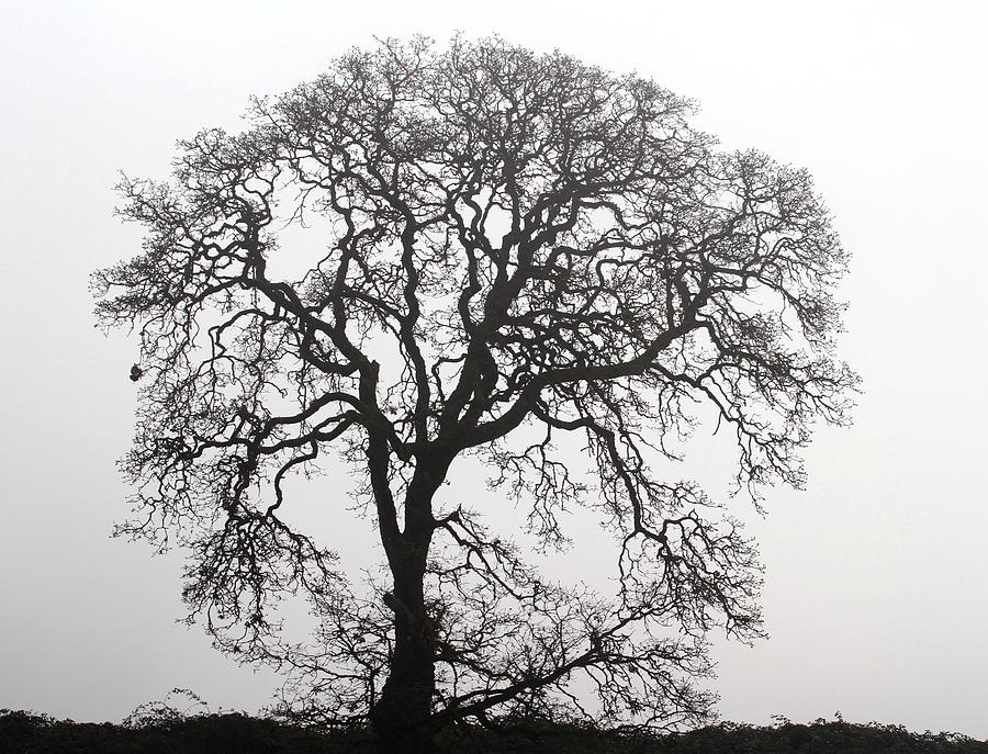 Majestic Oak Tree Photograph by Angie Vogel