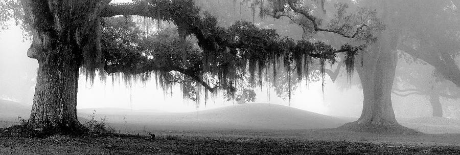 Majestic Oak Tree Photograph by Forest Alan Lee