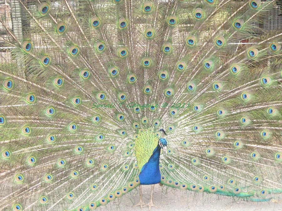 Majestic peacock Photograph by Sonali Gangane