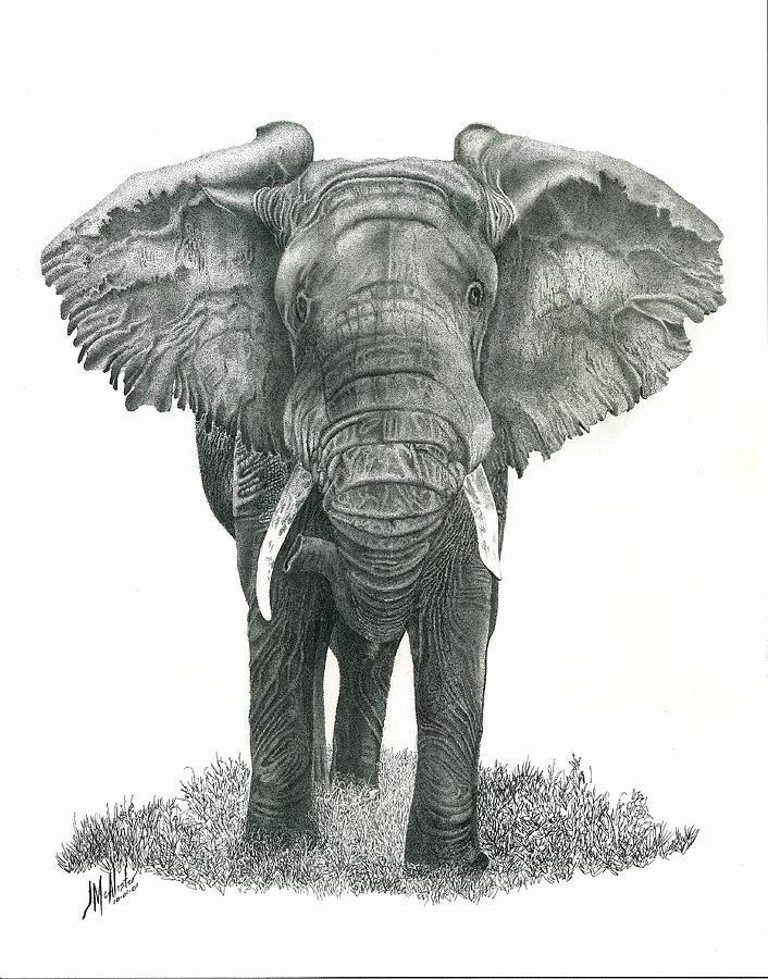 Majestic Power Drawing by Jimmy McAlister - Fine Art America