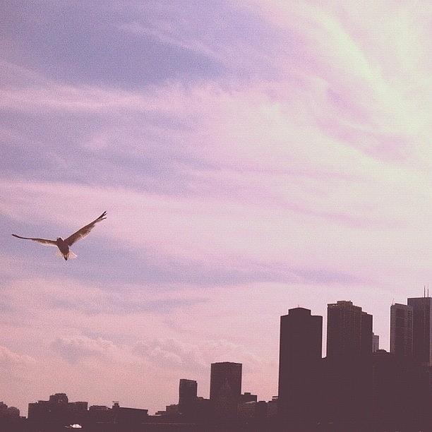 Chicago Photograph - Majestic #sky #bird #purple #navypier by Nolan Marker