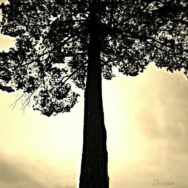 Nature Photograph - Majestic Tree Sepia. #treetop #tree by Jess Gowan