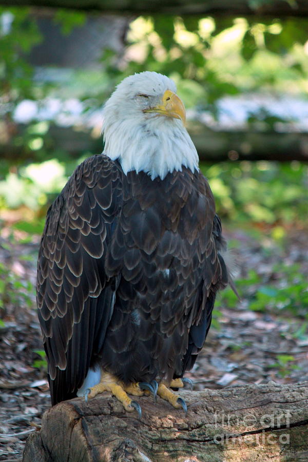 Eagle Photograph - Majesty 1 by Eric Irion