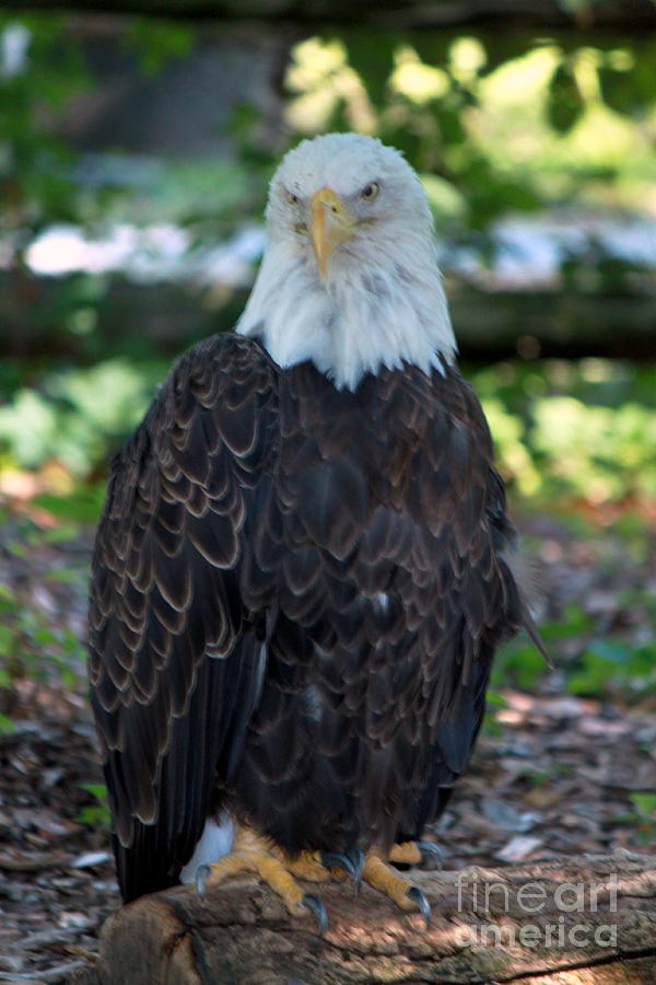 Eagle Photograph - Majesty 3 by Eric Irion