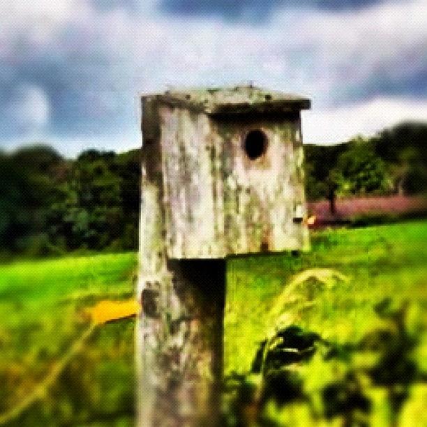 Make A Little Bird House In Your Soul Photograph by John Griffin