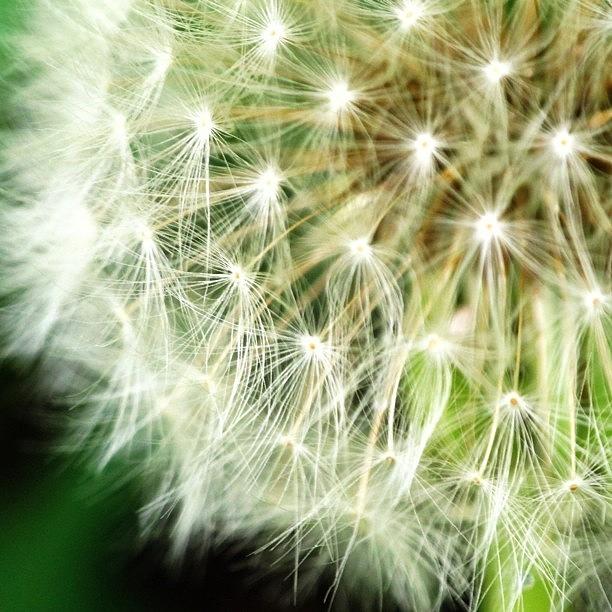 Flower Photograph - Make A Wish And Blow!!!  by Dccitygirl WDC