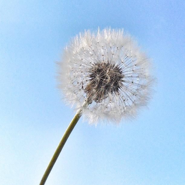 Simple Photograph - Make A Wish And Blow Hard ✨ by Maria Aavecma
