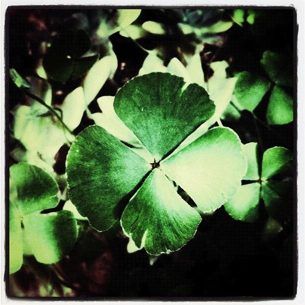 Green Flower Photograph - Make A Wish by Dani Pimenta