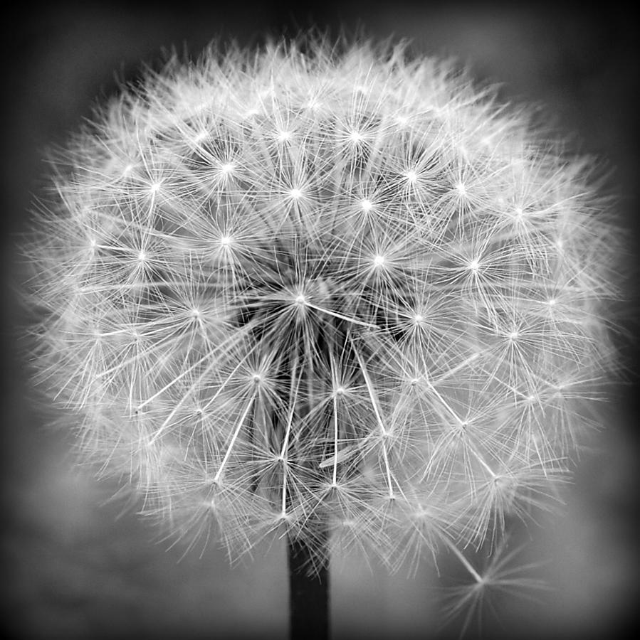 Make A Wish In Black And White Photograph by Michelle Jackson