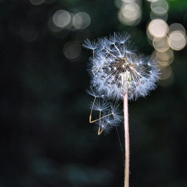 Nature Photograph - Make A Wish by Jessica Daubenmire