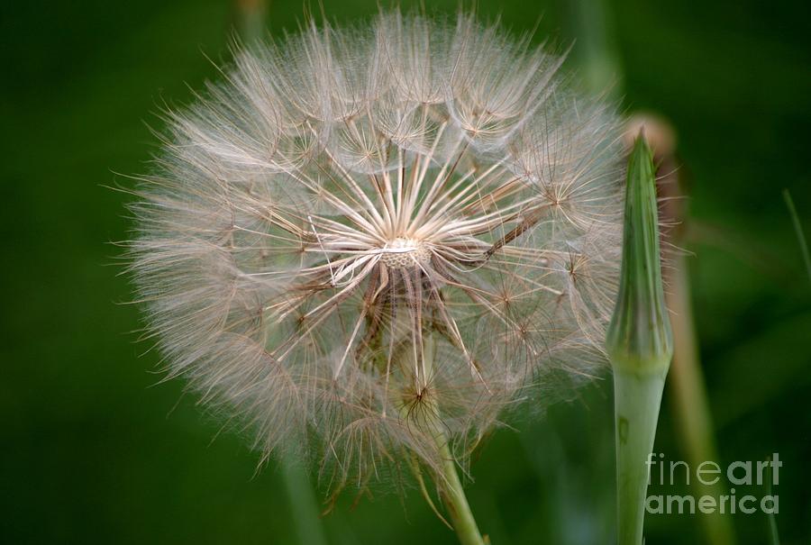 Make A Wish Photograph by Living Color Photography Lorraine Lynch