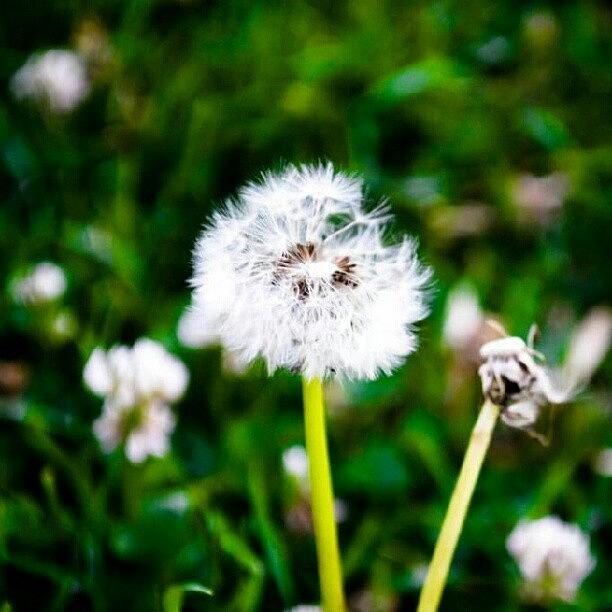Magic Photograph - Make A Wish!! #wish #beautiful by Becca Watters