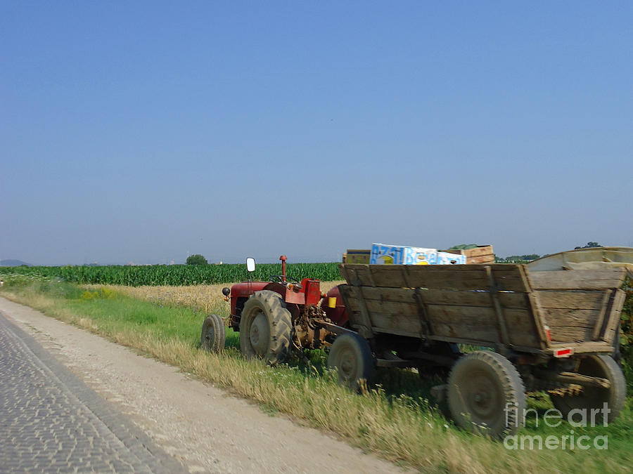 Corn farming in southern Serbia Photograph by Dejan Jovanovic