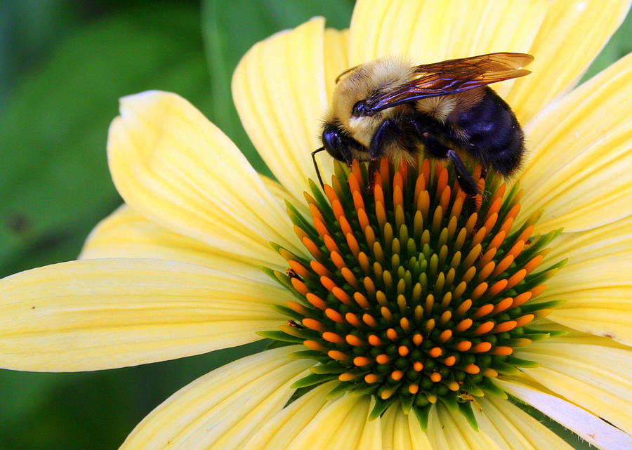 Making Honey Photograph by Laurel Talabere Fine Art America